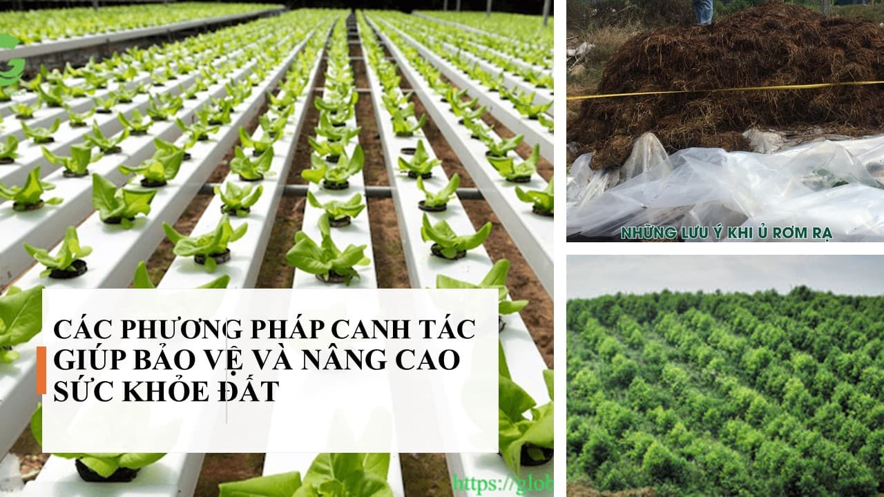 Các phương pháp canh tác giúp bảo vệ và nâng cao sức khỏe đất