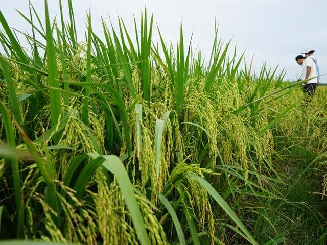 Giống lúa lai Dương Quang 18 năng suất cao