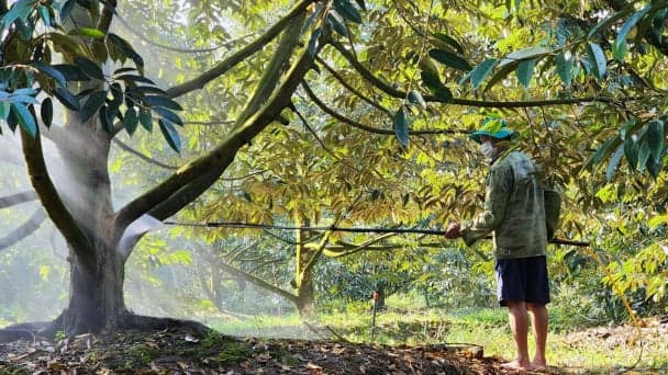 QUY TRÌNH Canh tác sầu riêng bền vững, bảo đảm an toàn thực phẩm 