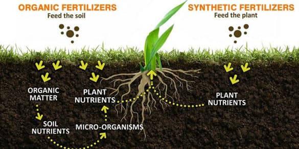 Bón phân hữu cơ