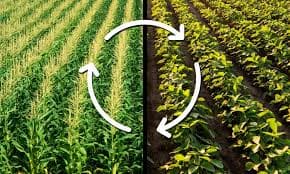 Luân canh cây trồng