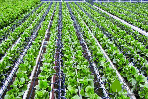 Tưới nhỏ giọt