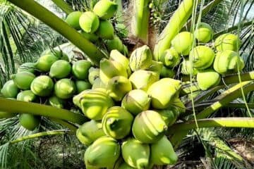 Câu hỏi – đáp về phòng trừ sâu hại trên dừa xiêm