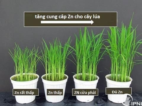 Thiếu hụt dinh dưỡng_Cây lúa
